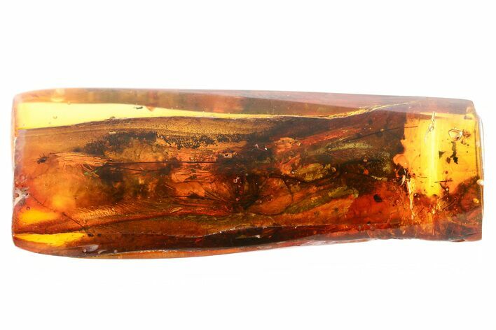 Two Fossil Fungus Gnats (Keroplatidae) In Baltic Amber #335854